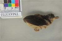 藏品(白頭翁)的圖片